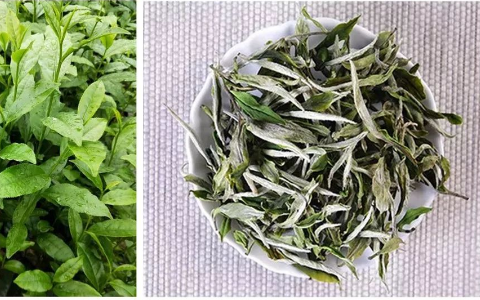Белый китайский чай - виды и сорта
