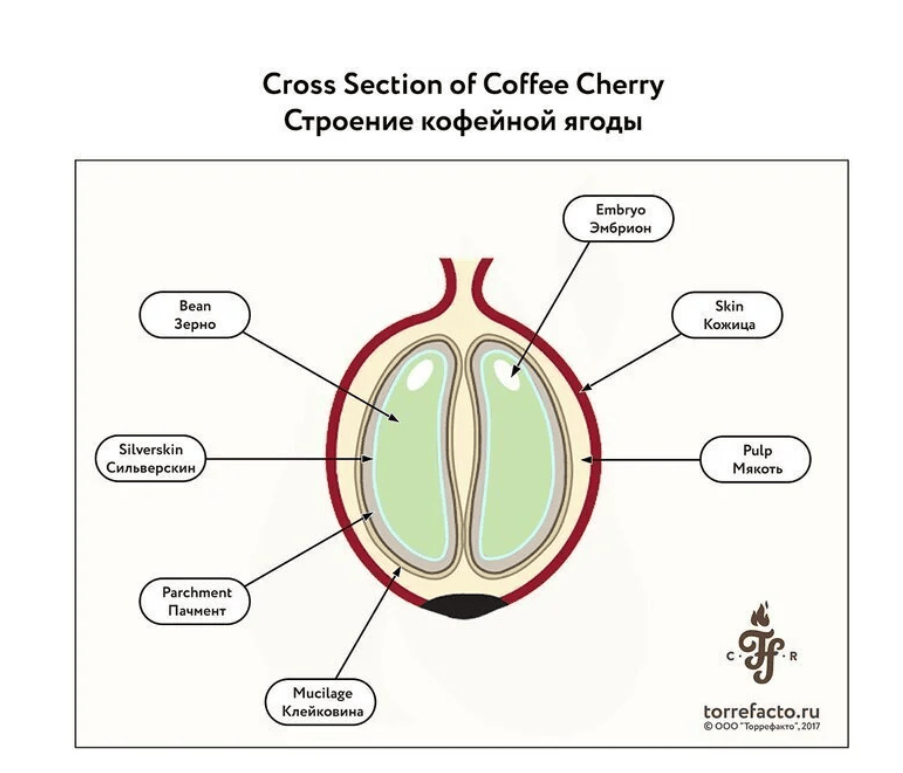 Магия кофейных зёрен: как обработка кофе влияет на вкус